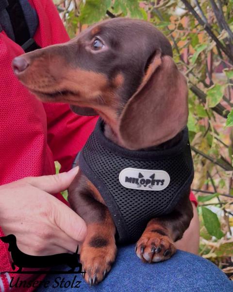 Такса кроличья- шоколадный щенок — фото 2